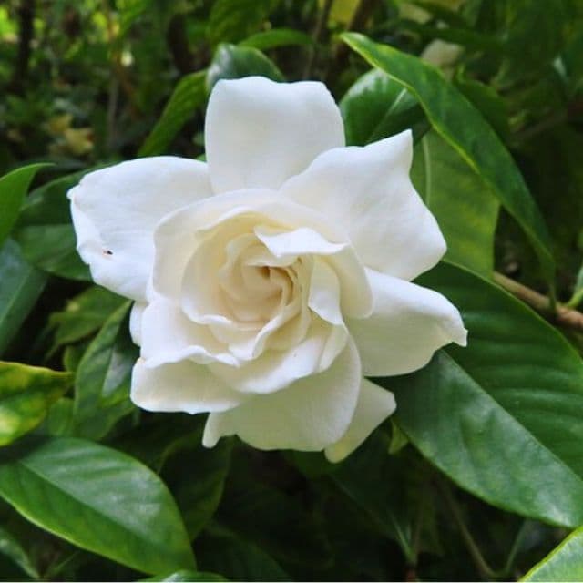 緑の葉を持つ白いクチナシの花。