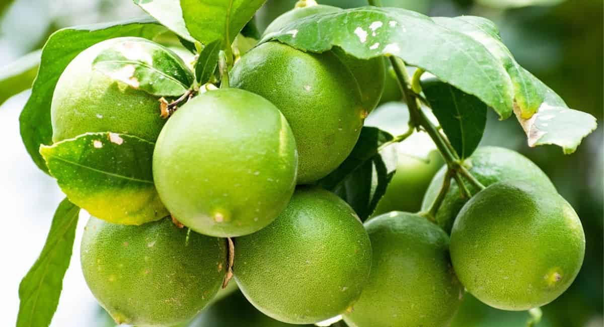 木にぶら下がっている緑のライムの束。