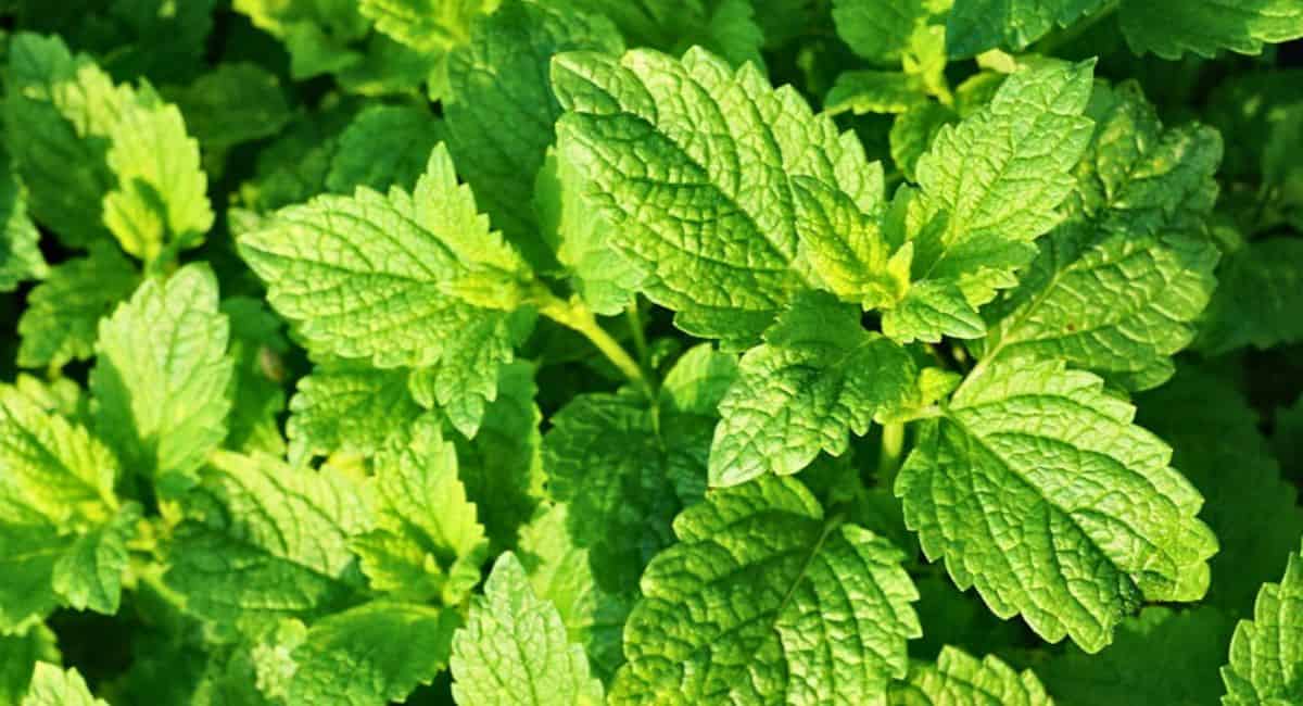 ミントの葉