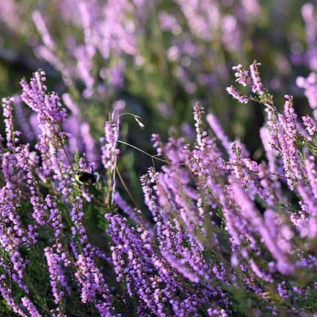 ヘザー,アンシェントメモリーオイル,メモリーオイル