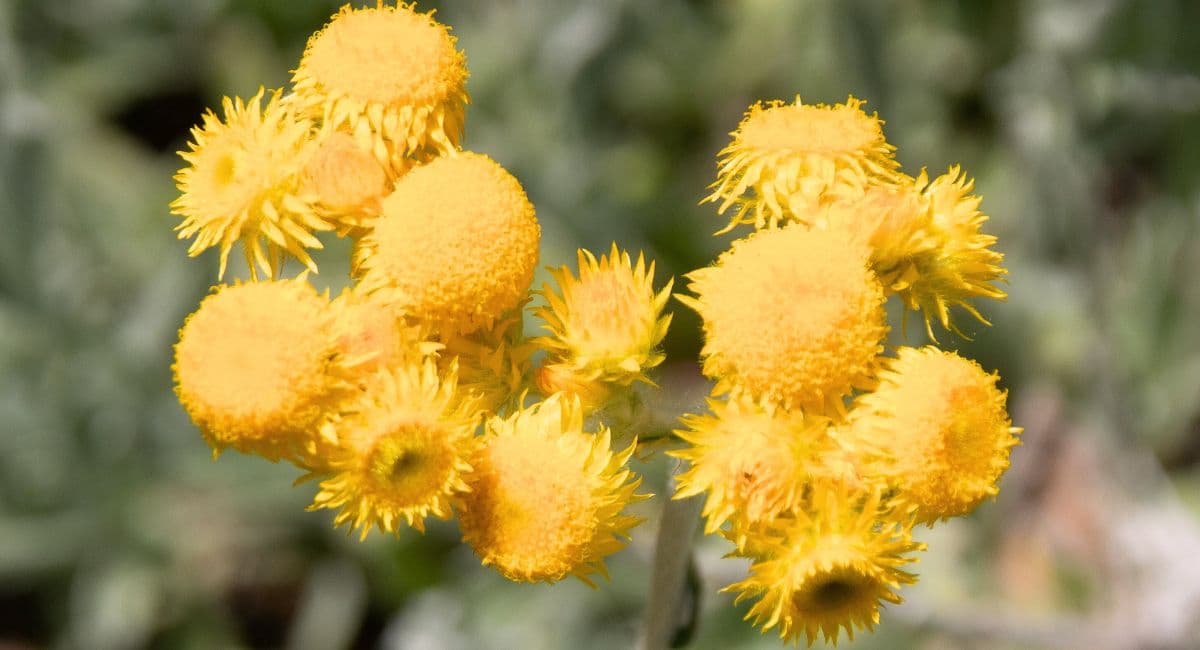 ヘリクリサム　アンシェントメモリーオイル,メモリーオイル