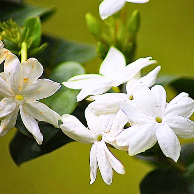 ジャスミン、メモリーオイル,アンシェントメモリーオイル