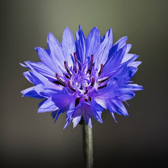 ぼやけた青い花。