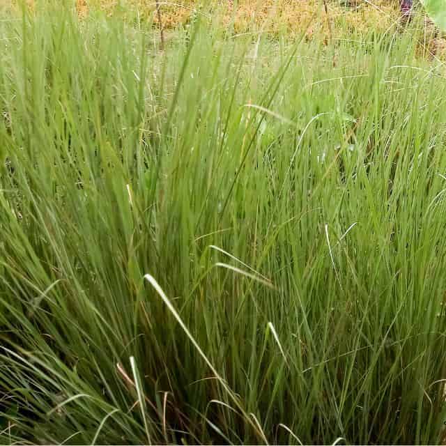 ベチバー,ハーブ、アンシェントメモリーオイル,メモリーオイル